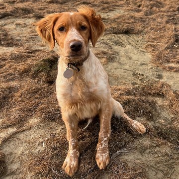Ulys, épagneul, assis sur la plage